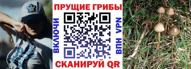 Псилоцибиновые грибы Psilocybe Слободской
